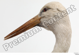 Black stork head 0008.jpg